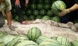 金乡最新大瓜爆料事件,揭秘惊人事件背后的真相